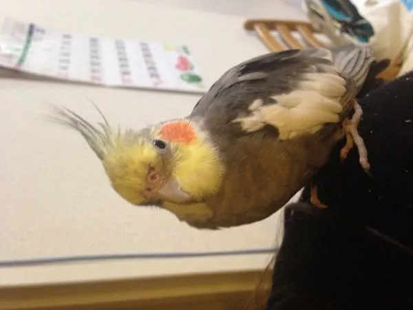 愛鳥さんの写真