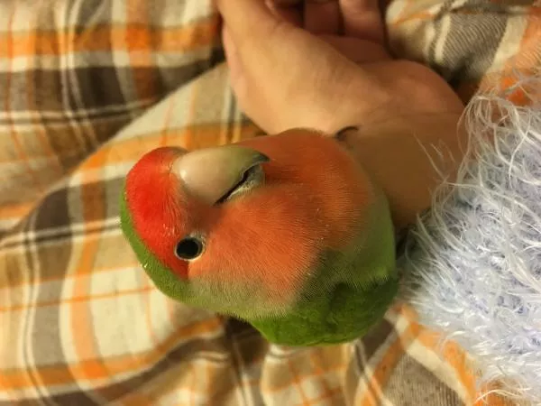 愛鳥さんの写真