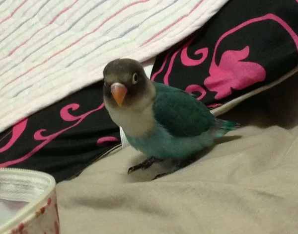 愛鳥さんの写真