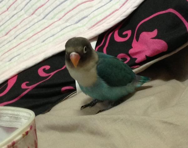 愛鳥さんの写真