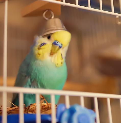 愛鳥さんの写真