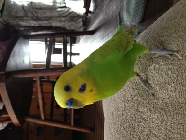 愛鳥さんの写真