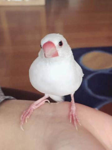 愛鳥さんの写真