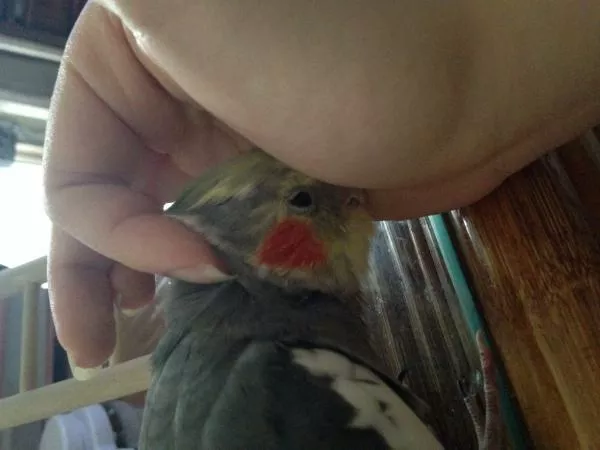 愛鳥さんの写真