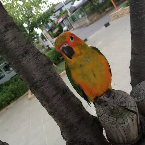 愛鳥さんの写真