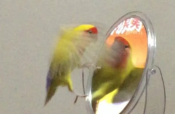 愛鳥さんの写真