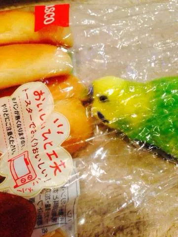 愛鳥さんの写真