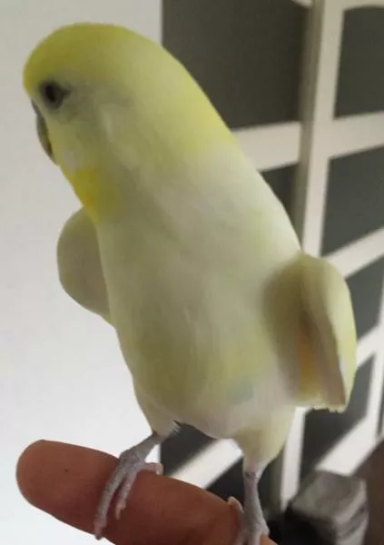 愛鳥さんの写真