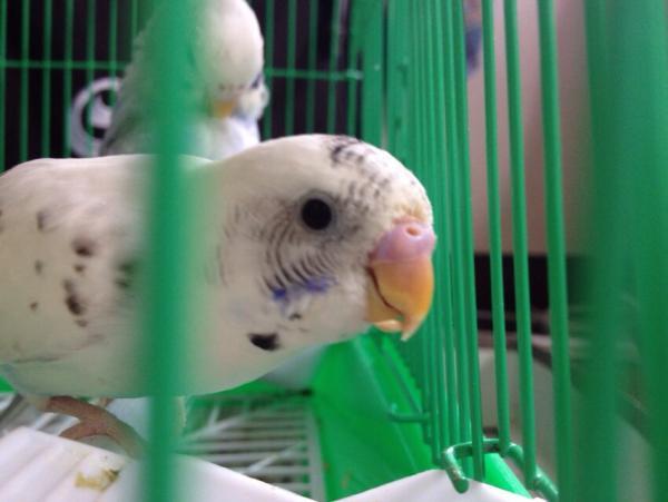 愛鳥さんの写真