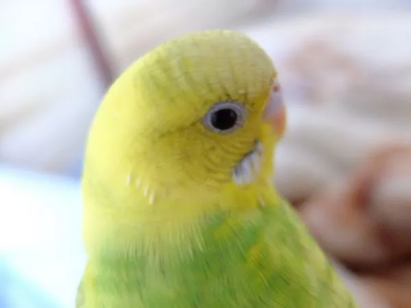 愛鳥さんの写真