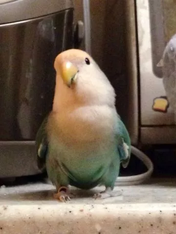 愛鳥さんの写真