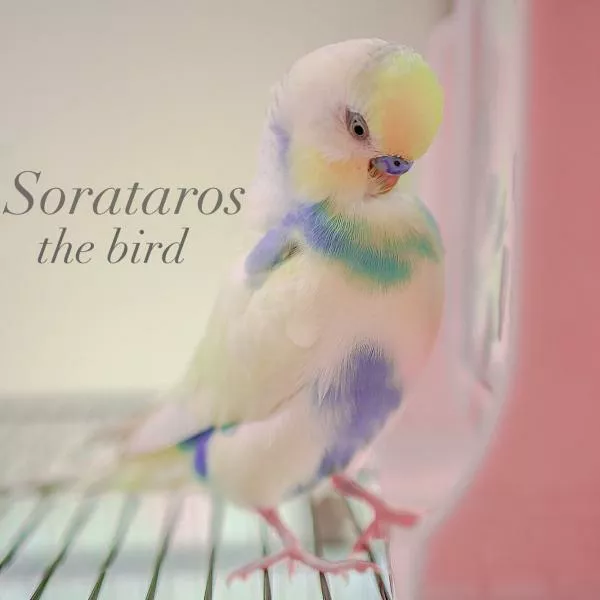 愛鳥さんの写真