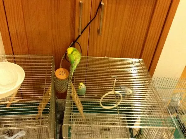 愛鳥さんの写真