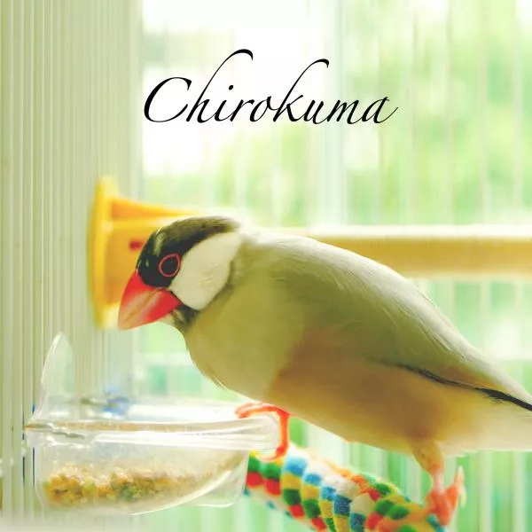 愛鳥さんの写真