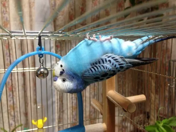 愛鳥さんの写真