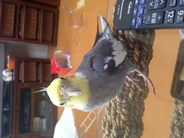 愛鳥さんの写真