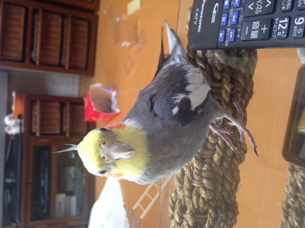 愛鳥さんの写真