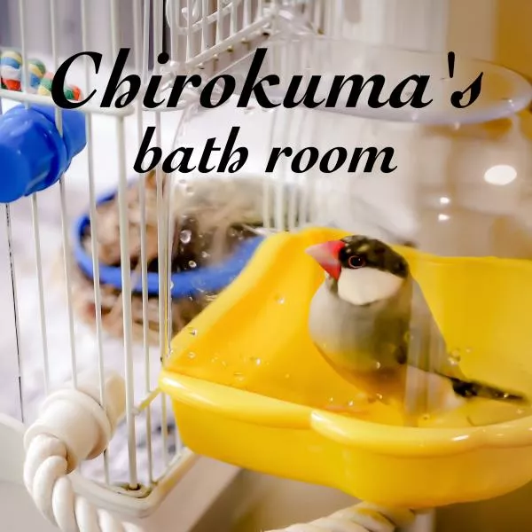 愛鳥さんの写真