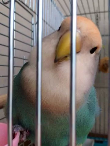 愛鳥さんの写真