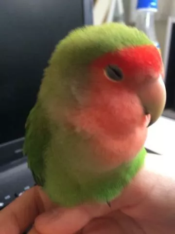 愛鳥さんの写真