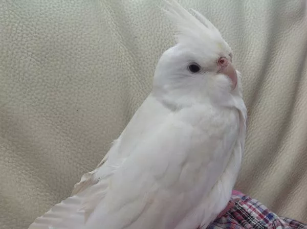 愛鳥さんの写真