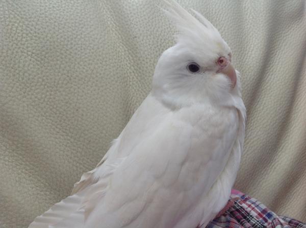 愛鳥さんの写真