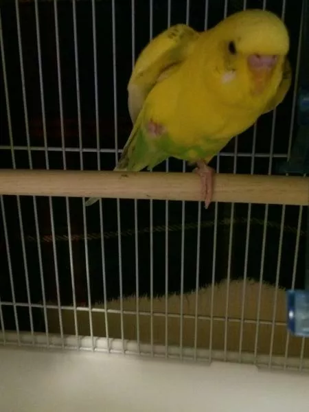 愛鳥さんの写真