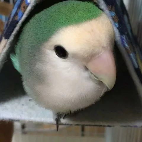 愛鳥さんの写真