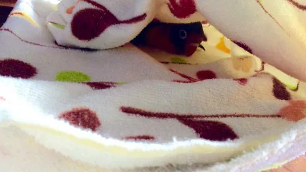 愛鳥さんの写真