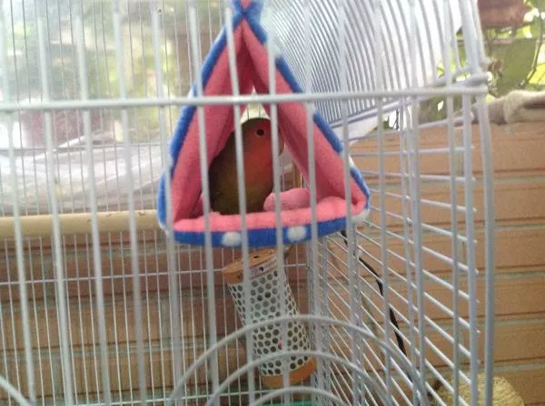 愛鳥さんの写真