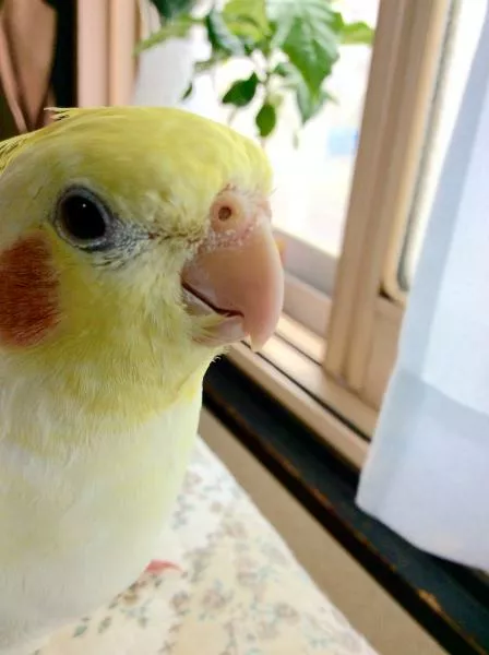 愛鳥さんの写真