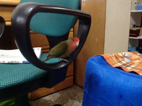 愛鳥さんの写真