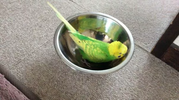 愛鳥さんの写真