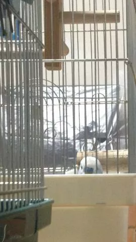 愛鳥さんの写真