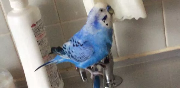 愛鳥さんの写真