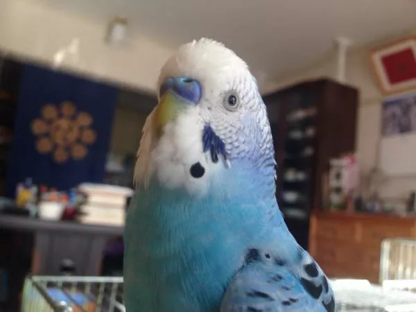 愛鳥さんの写真