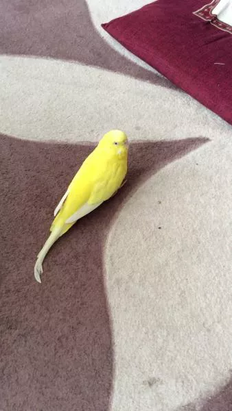 愛鳥さんの写真