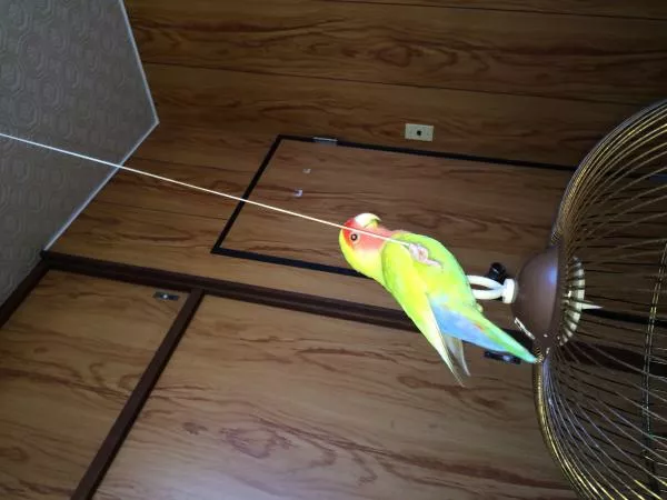 愛鳥さんの写真