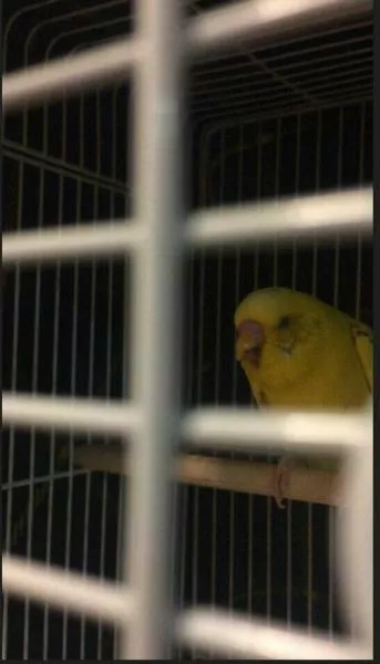 愛鳥さんの写真