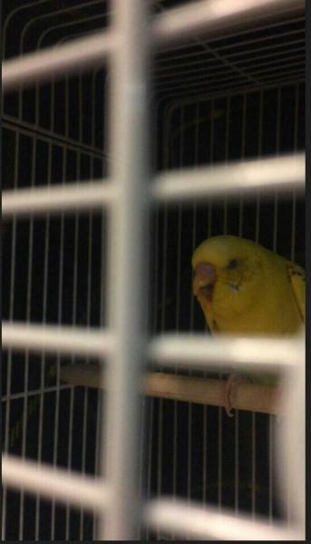 愛鳥さんの写真