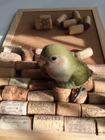 愛鳥さんの写真