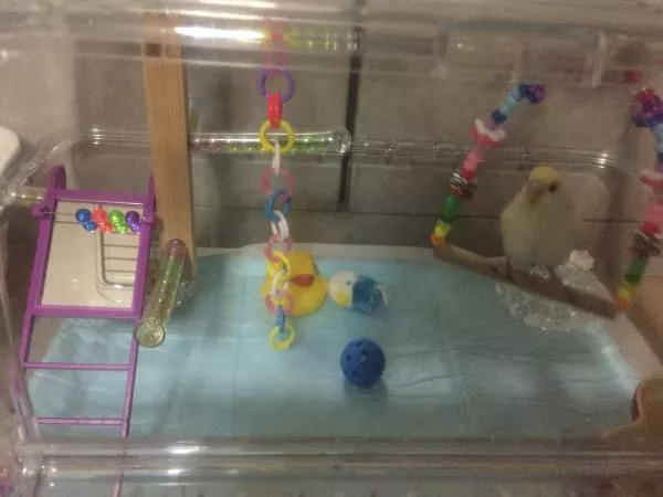 愛鳥さんの写真