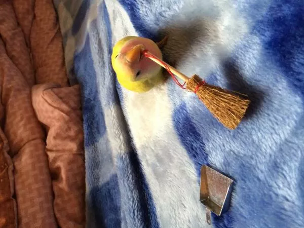 愛鳥さんの写真