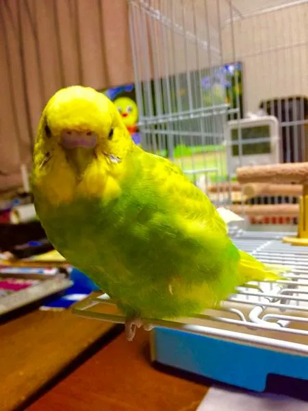 愛鳥さんの写真