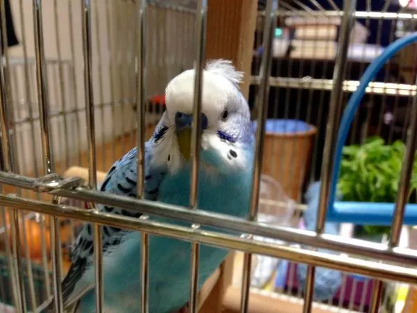 愛鳥さんの写真