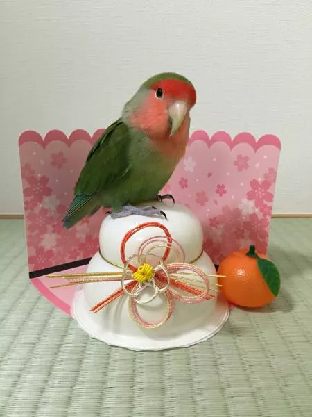 愛鳥さんの写真