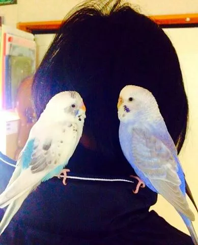 愛鳥さんの写真