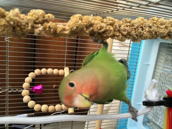 愛鳥さんの写真