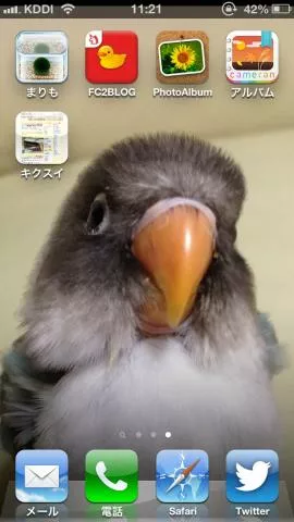 愛鳥さんの写真