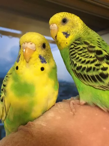 愛鳥さんの写真